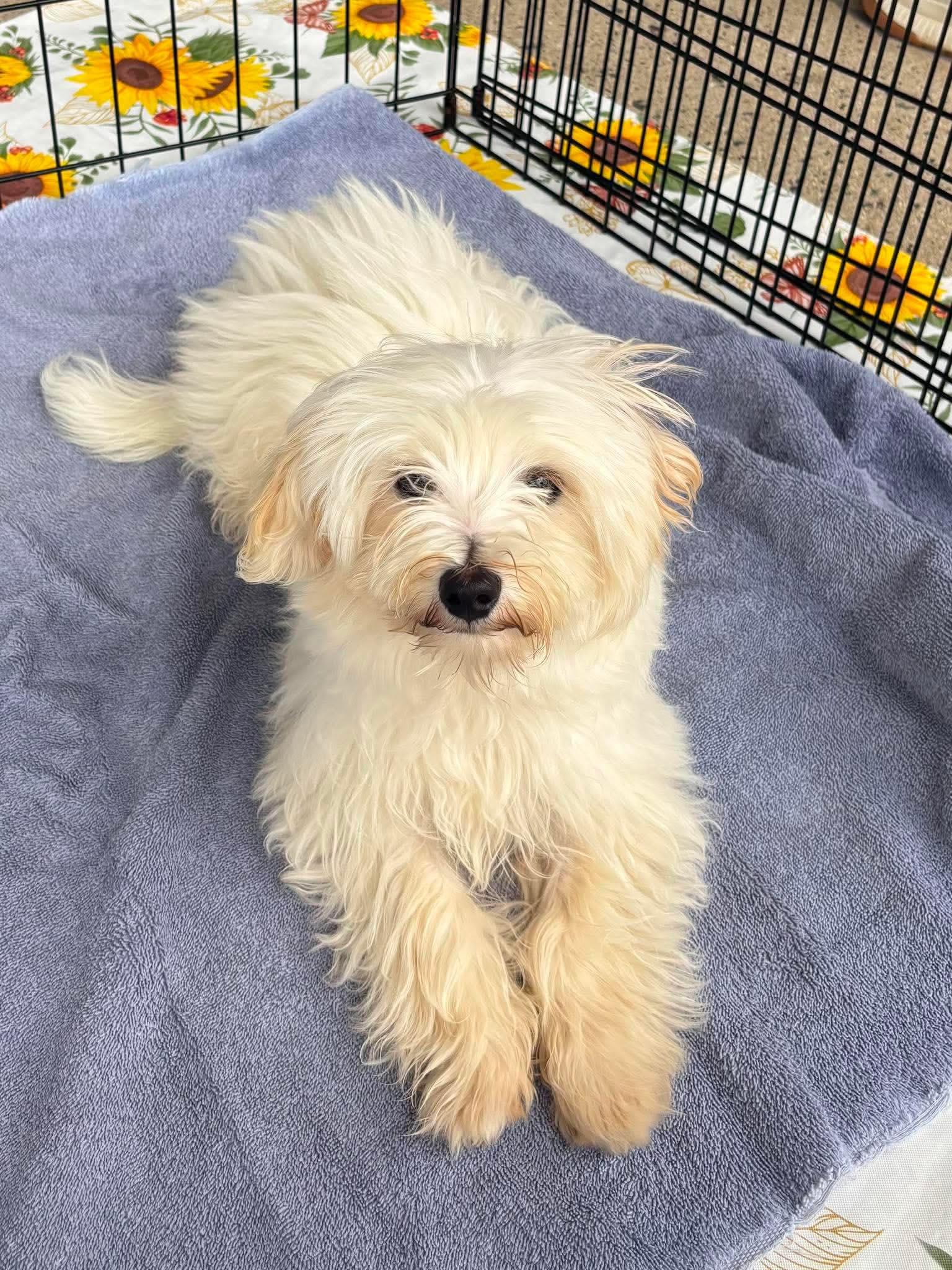 Enlarge Winston, a Adoptable Maltese in Havertown, PA image 5/6