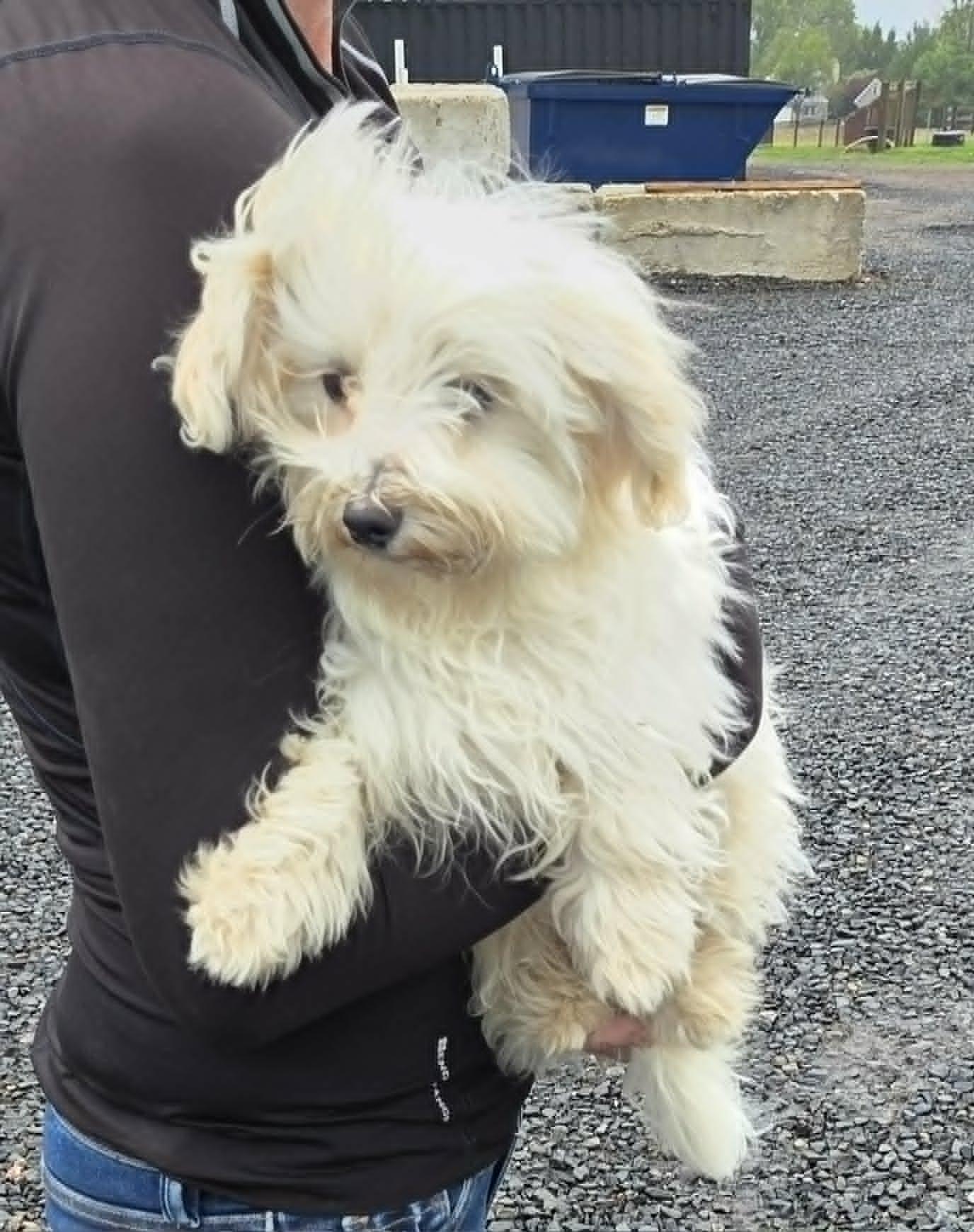 Enlarge Winston, a Adoptable Maltese in Havertown, PA image 6/6