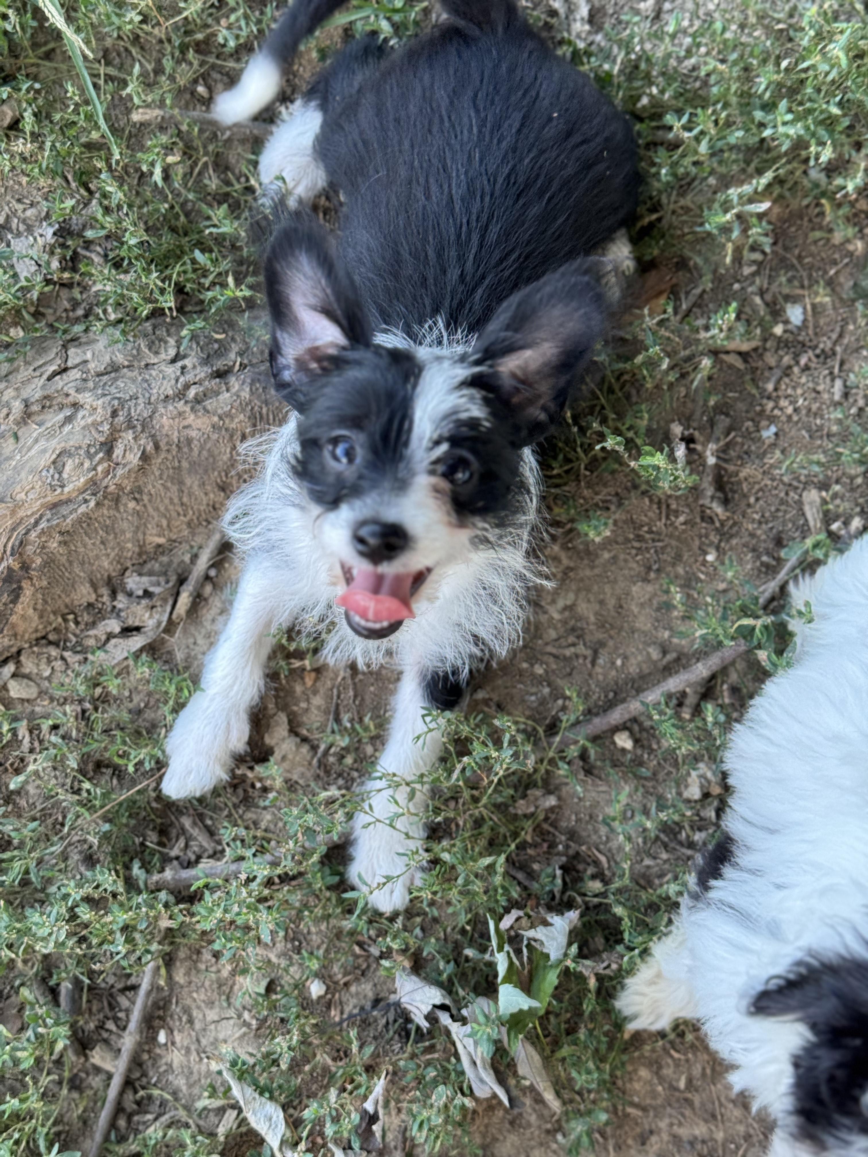 Levi