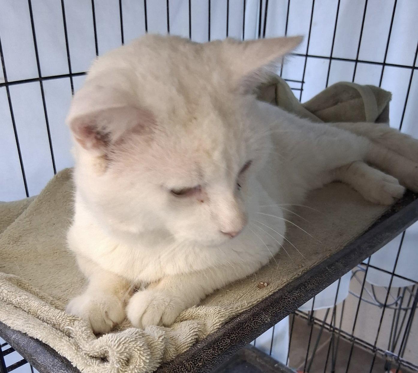 Enlarge Joey, a Adoptable Domestic Short Hair in Oviedo, FL image 1/2