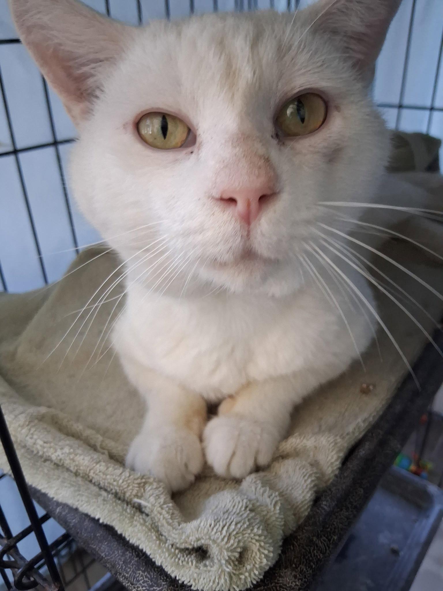 Enlarge Joey, a Adoptable Domestic Short Hair in Oviedo, FL image 2/2