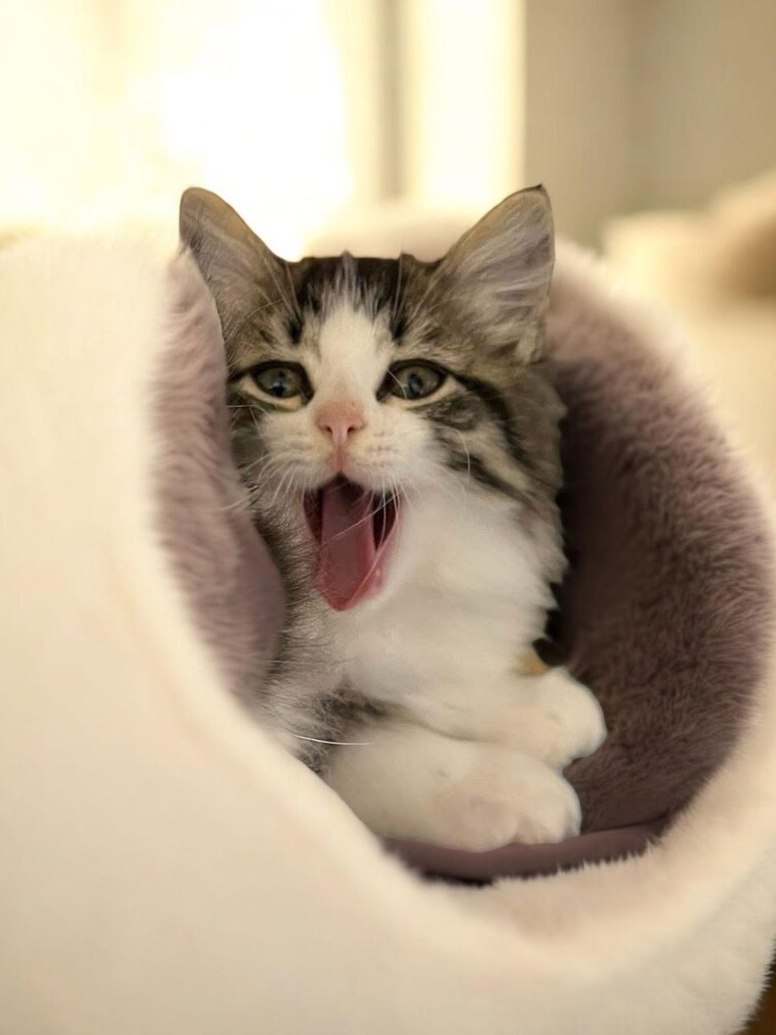 Orion (Bonded pair with Cosmo), a Adopted Domestic Long Hair in Champaign, IL image 1/3