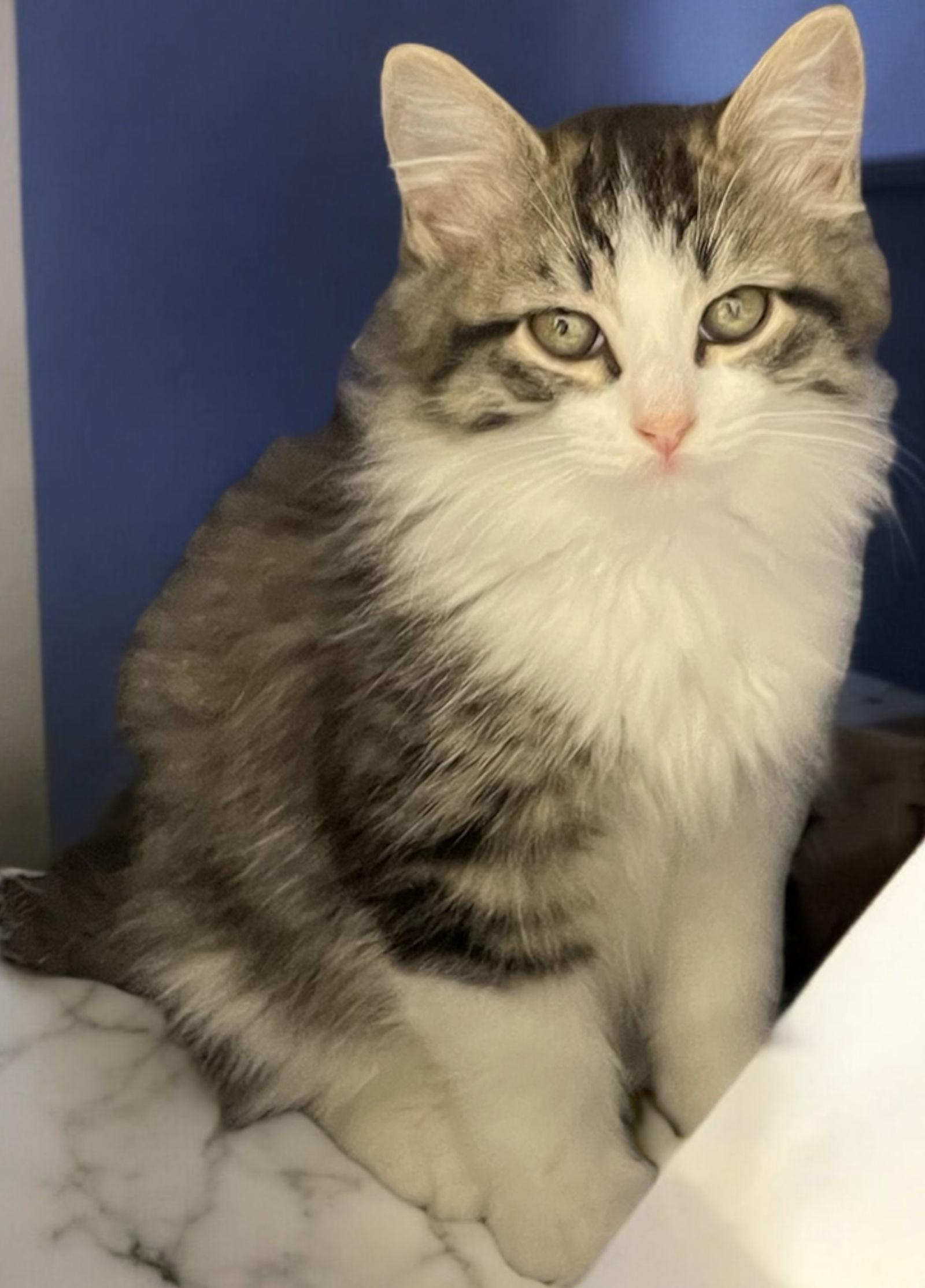 Orion (Bonded pair with Cosmo), a Adopted Domestic Long Hair in Champaign, IL image 2/3