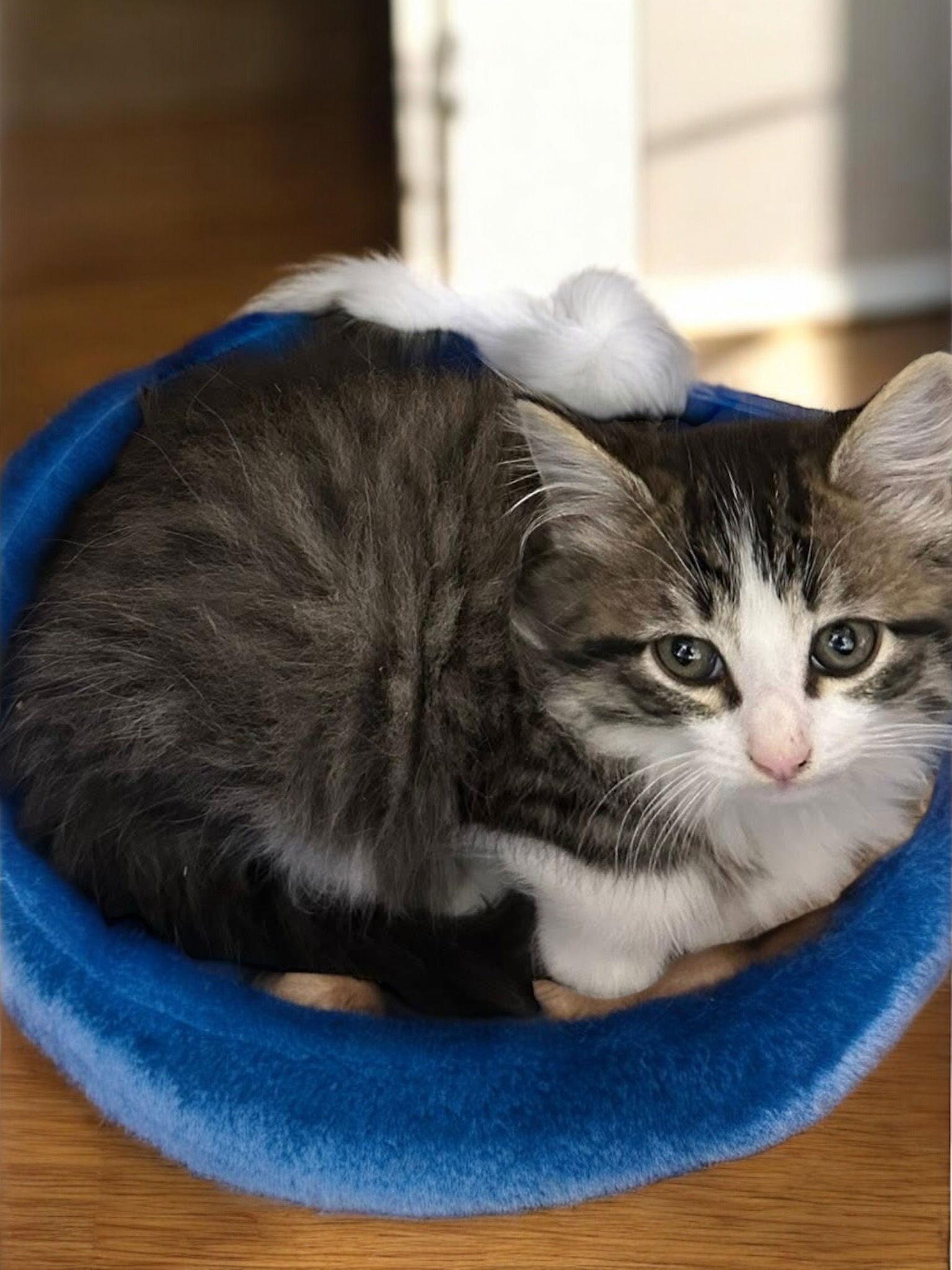 Orion (Bonded pair with Cosmo), a Adopted Domestic Long Hair in Champaign, IL image 3/3