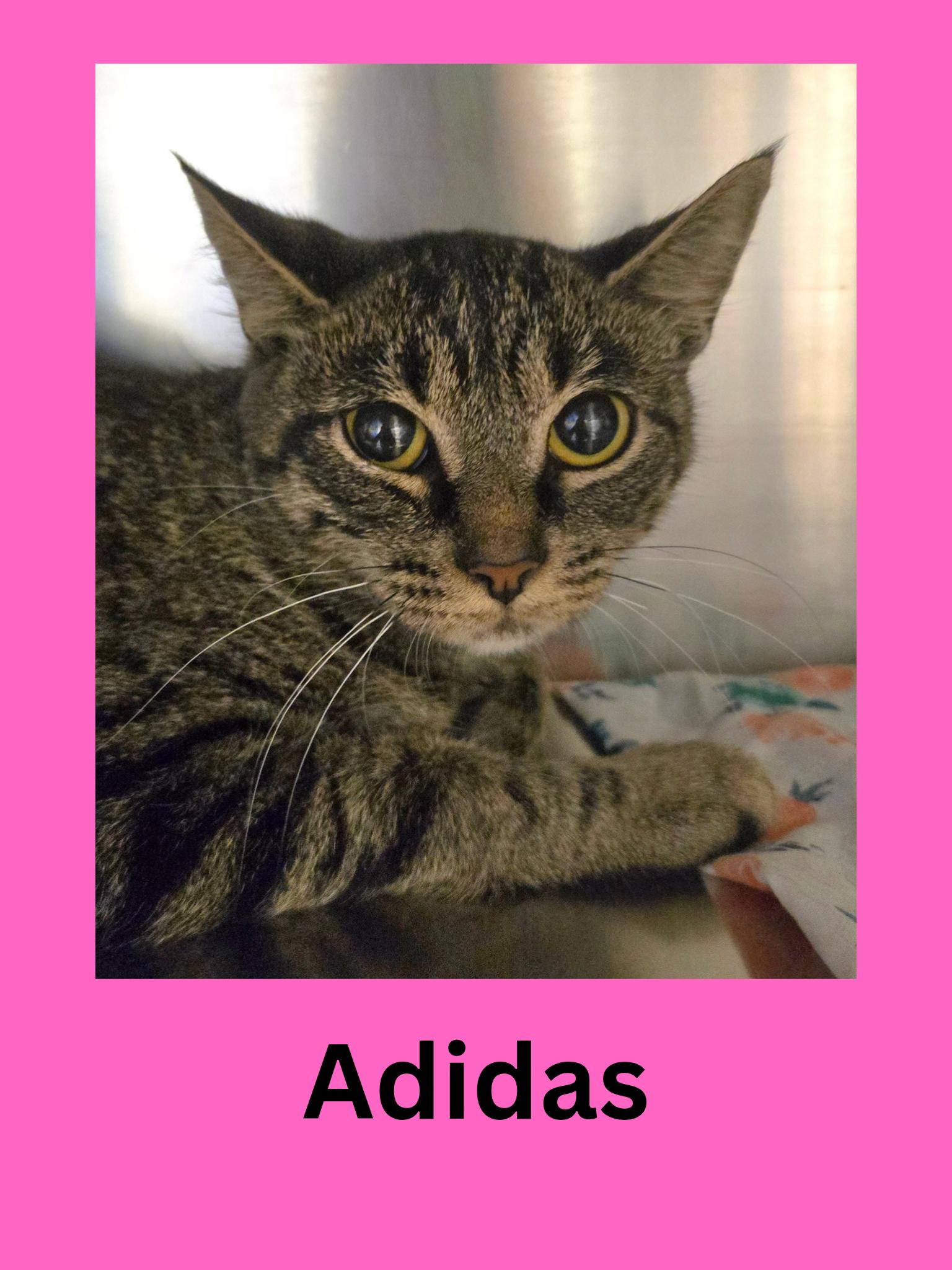 Adidas