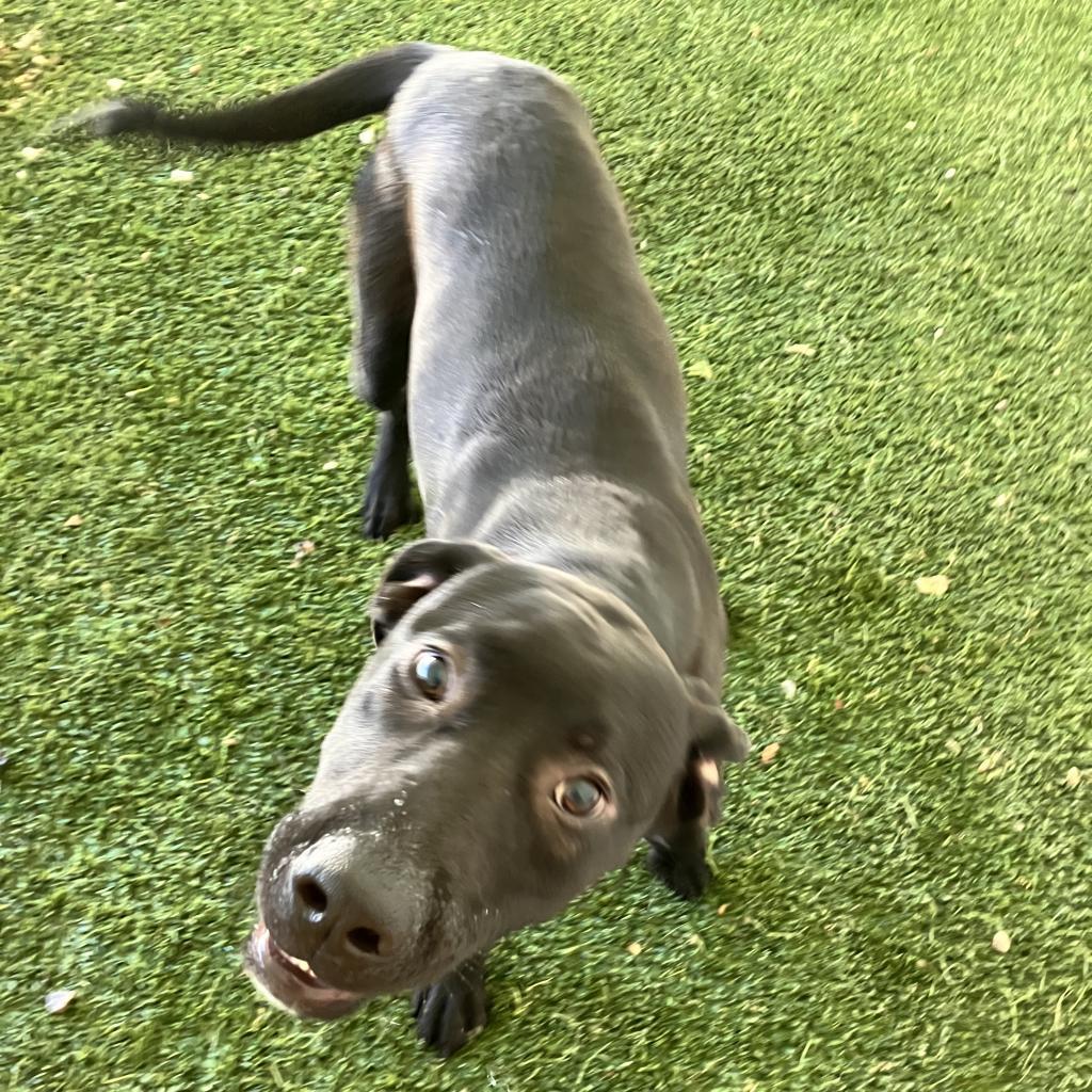 Austin, Adoptable, Adult Male Labrador Retriever.