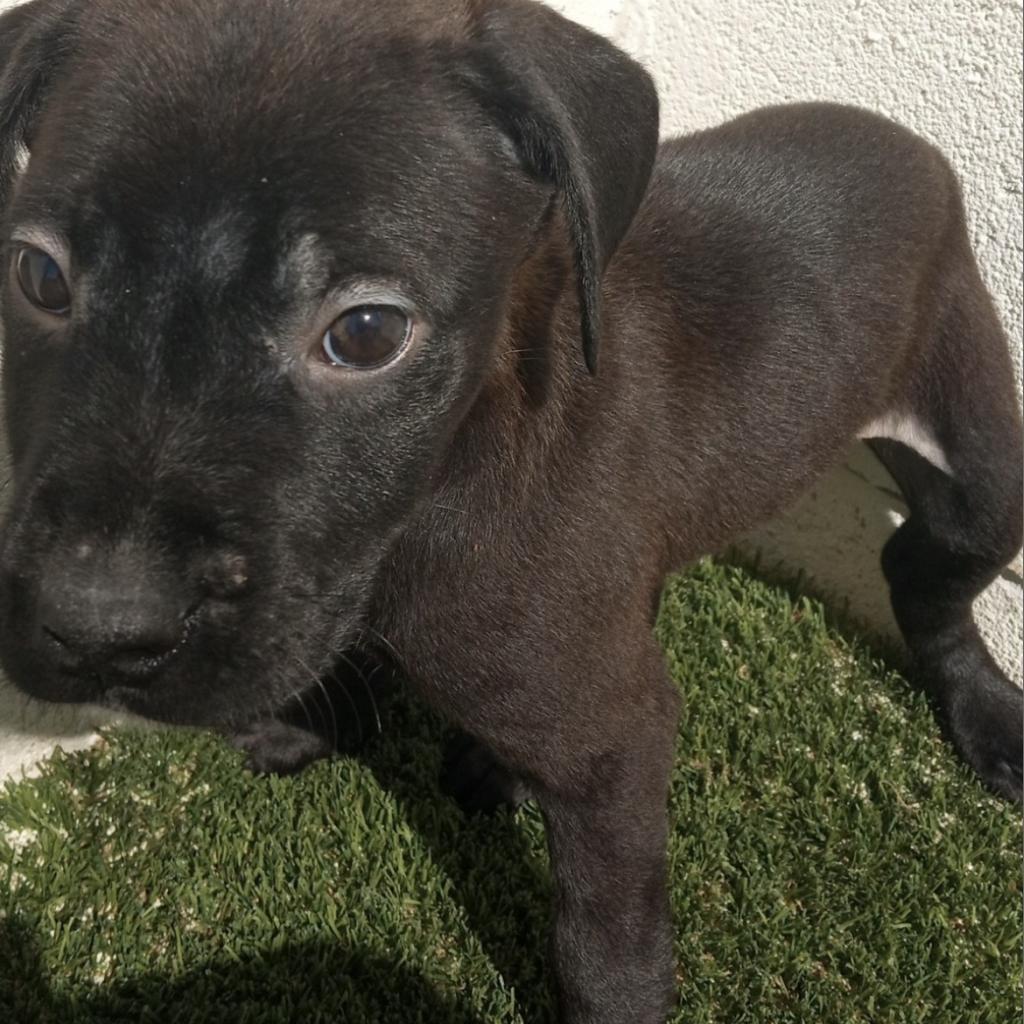 Enlarge Austin, a Adoptable mixed breed in Huntsville, AL image 2/3