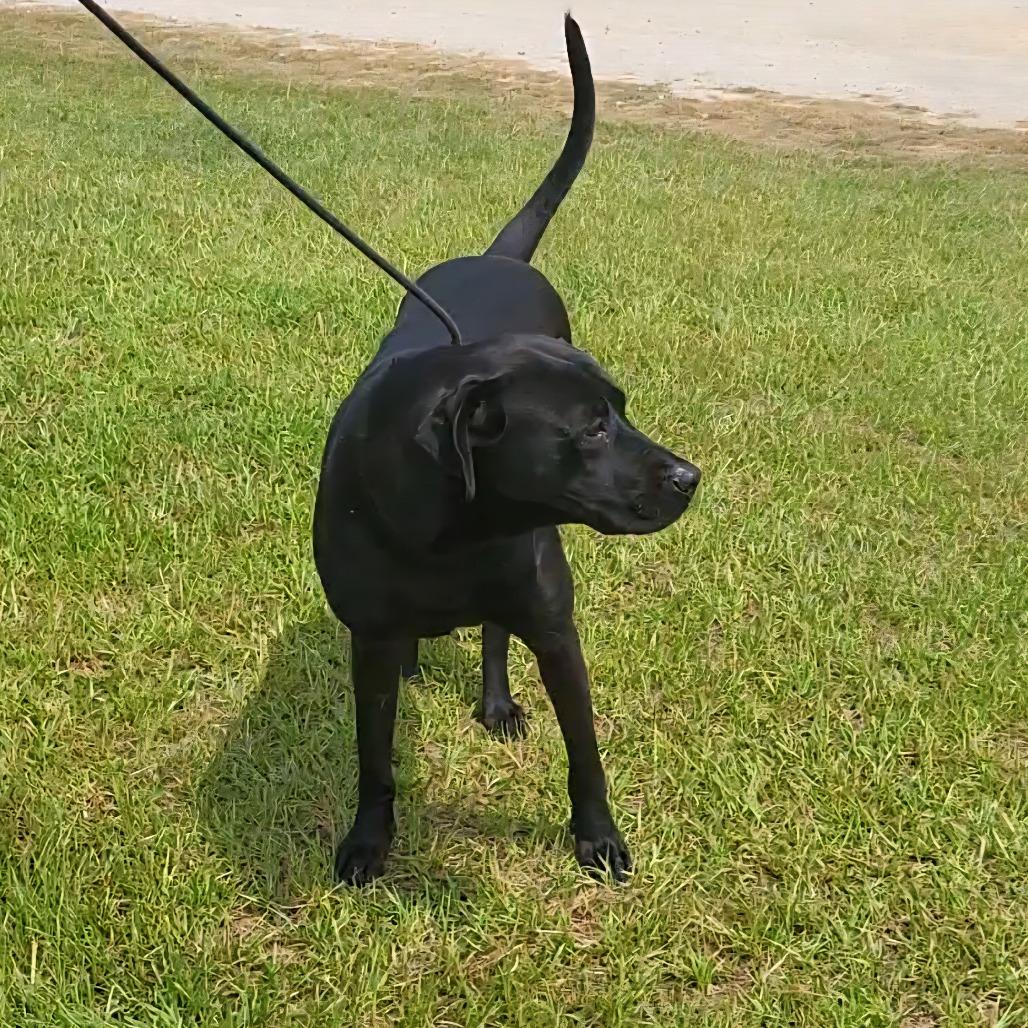 Enlarge Austin, a Adoptable mixed breed in Huntsville, AL image 3/3