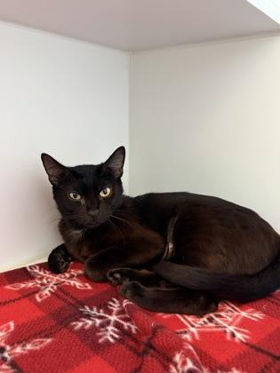 Nadine, Adoptable, Young Female Domestic Short Hair & Domestic Short Hair.