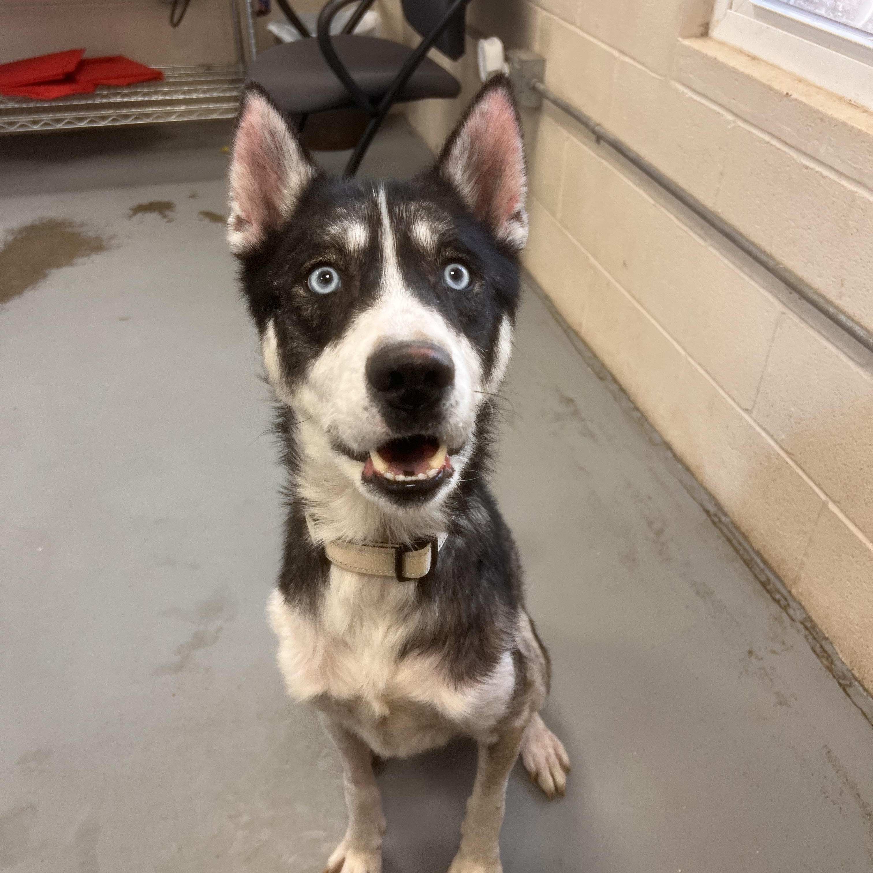 Marvin, Adoptable, Young Male Husky.