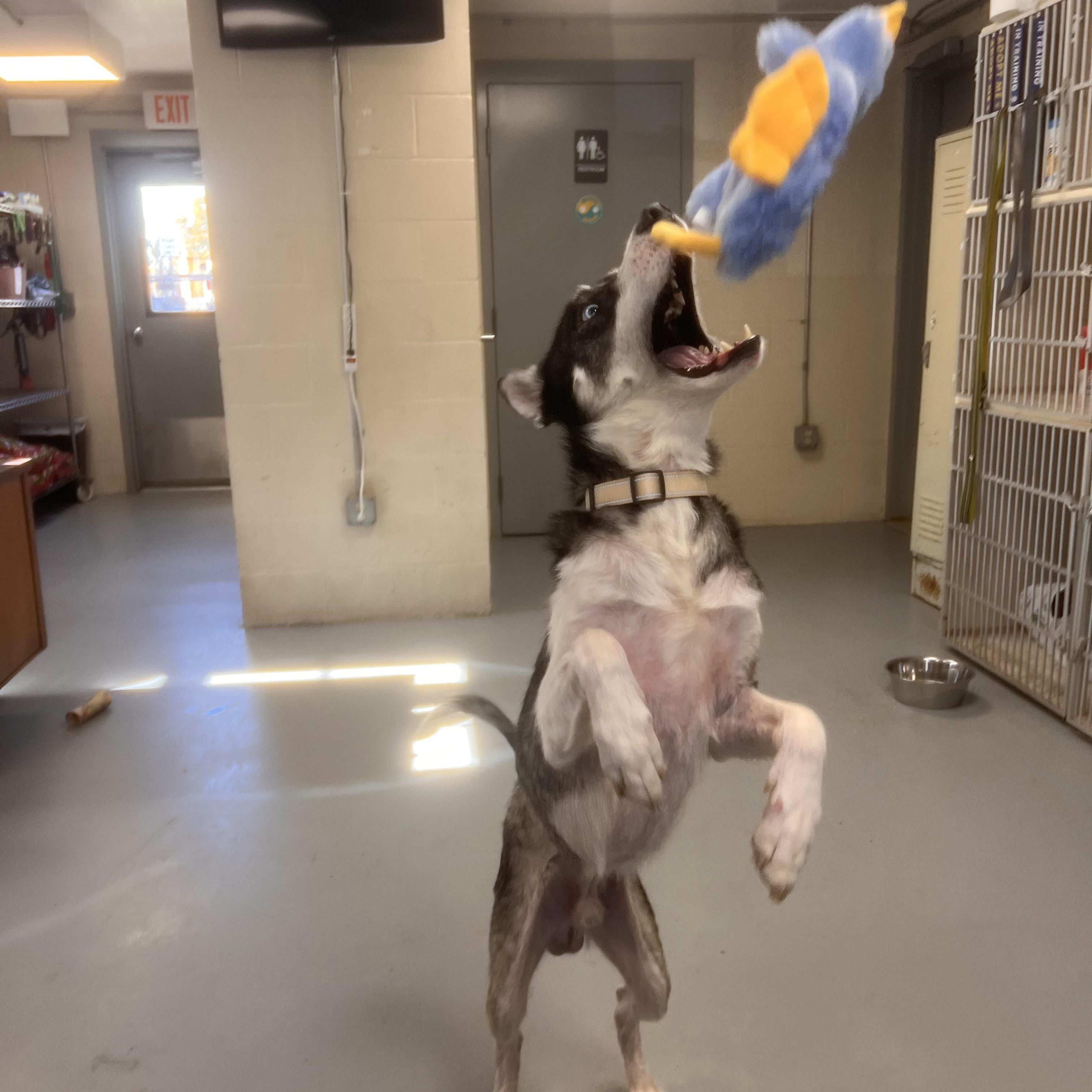 Marvin, a Adoptable Husky in New Britain, CT image 2/4