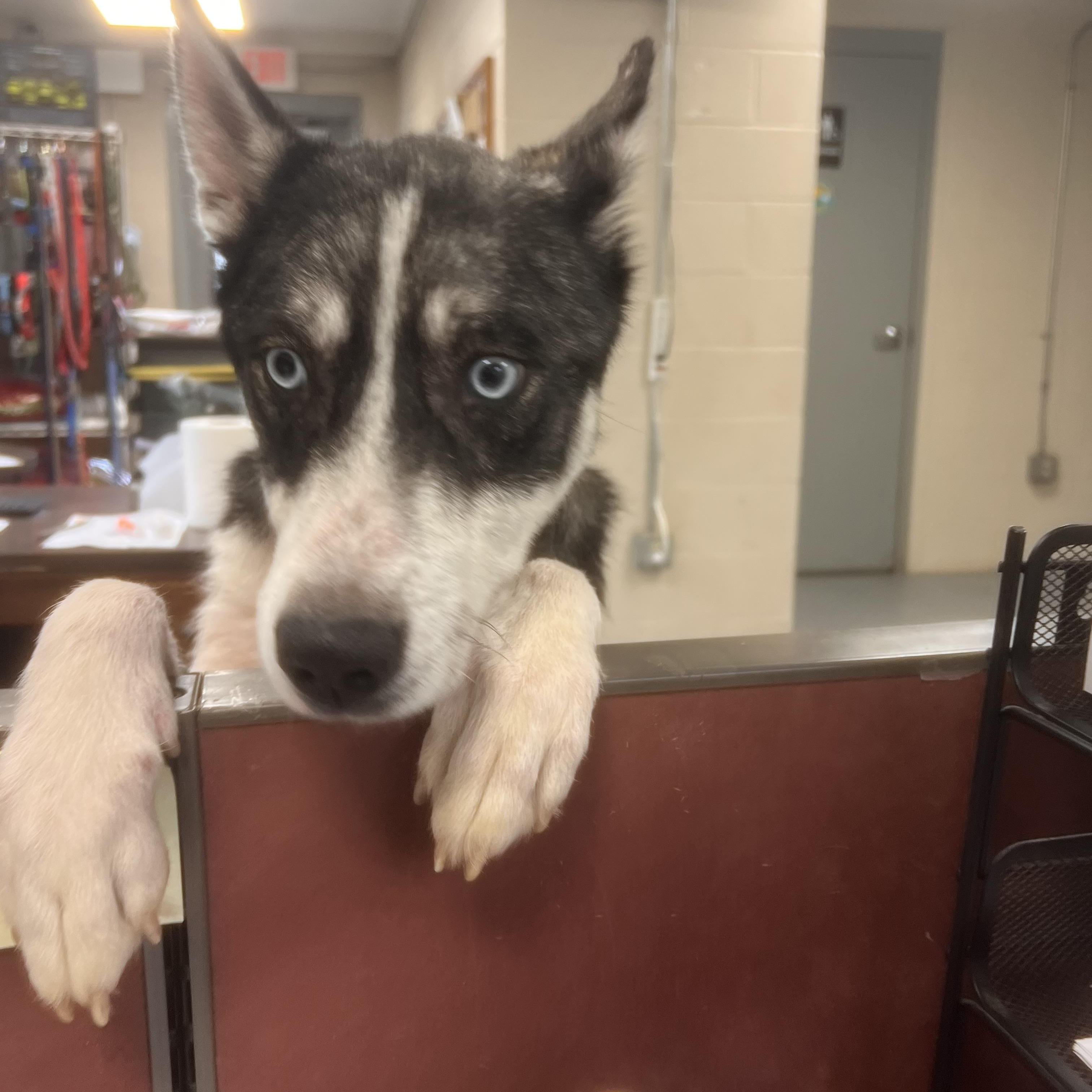 Marvin, a Adoptable Husky in New Britain, CT image 3/4