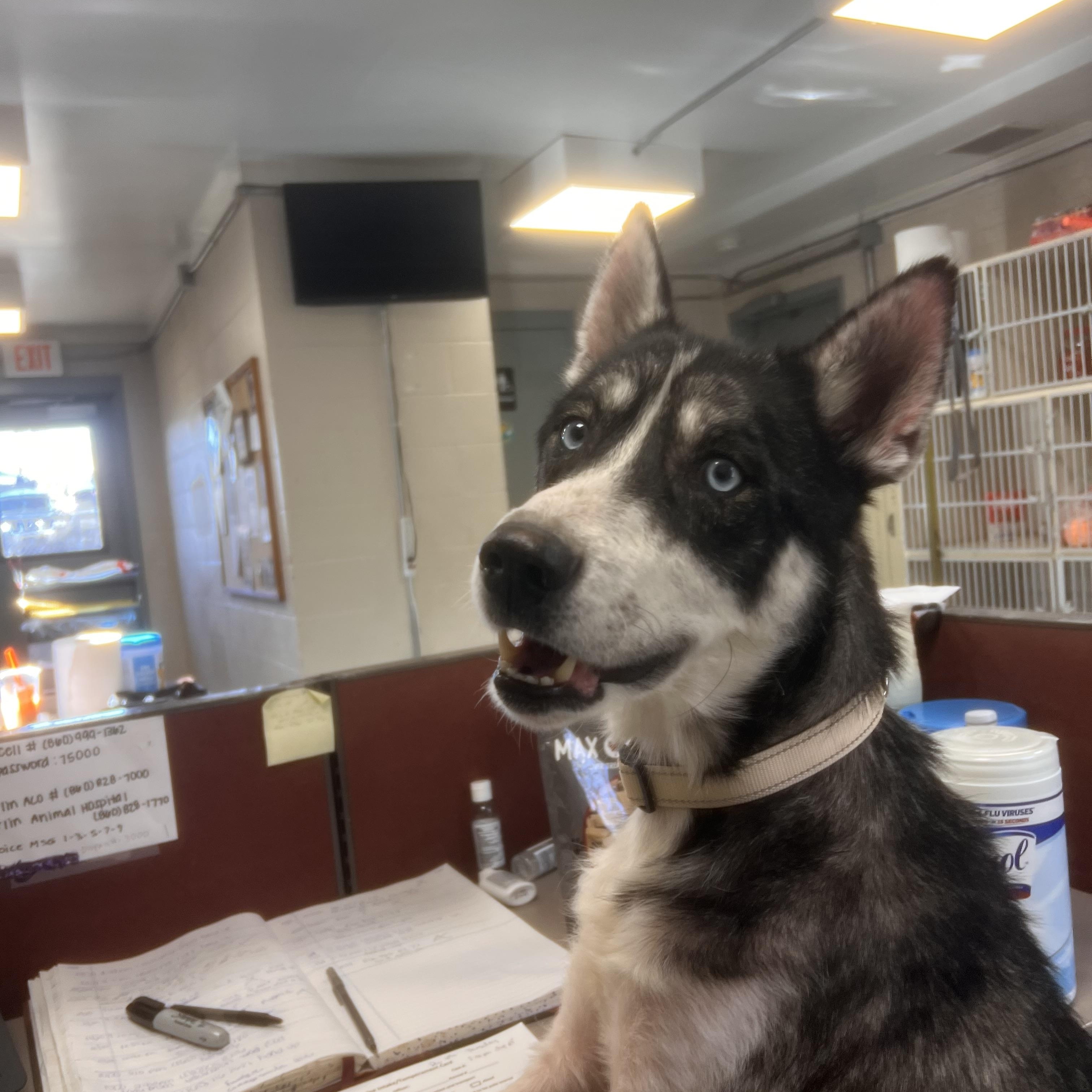 Marvin, a Adoptable Husky in New Britain, CT image 4/4