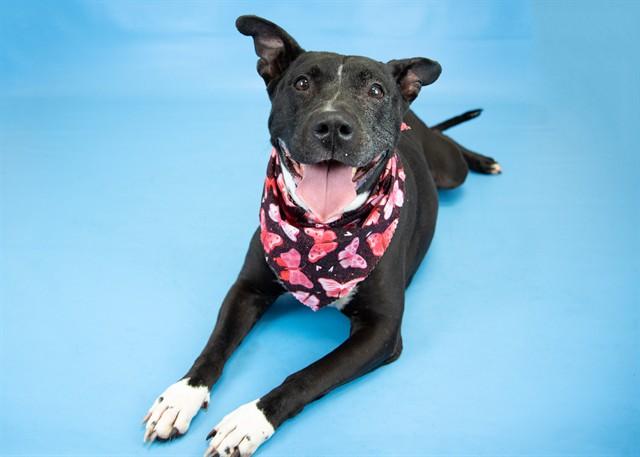 ROXY, Adoptable, Adult Female Pit Bull Terrier & Mixed Breed.