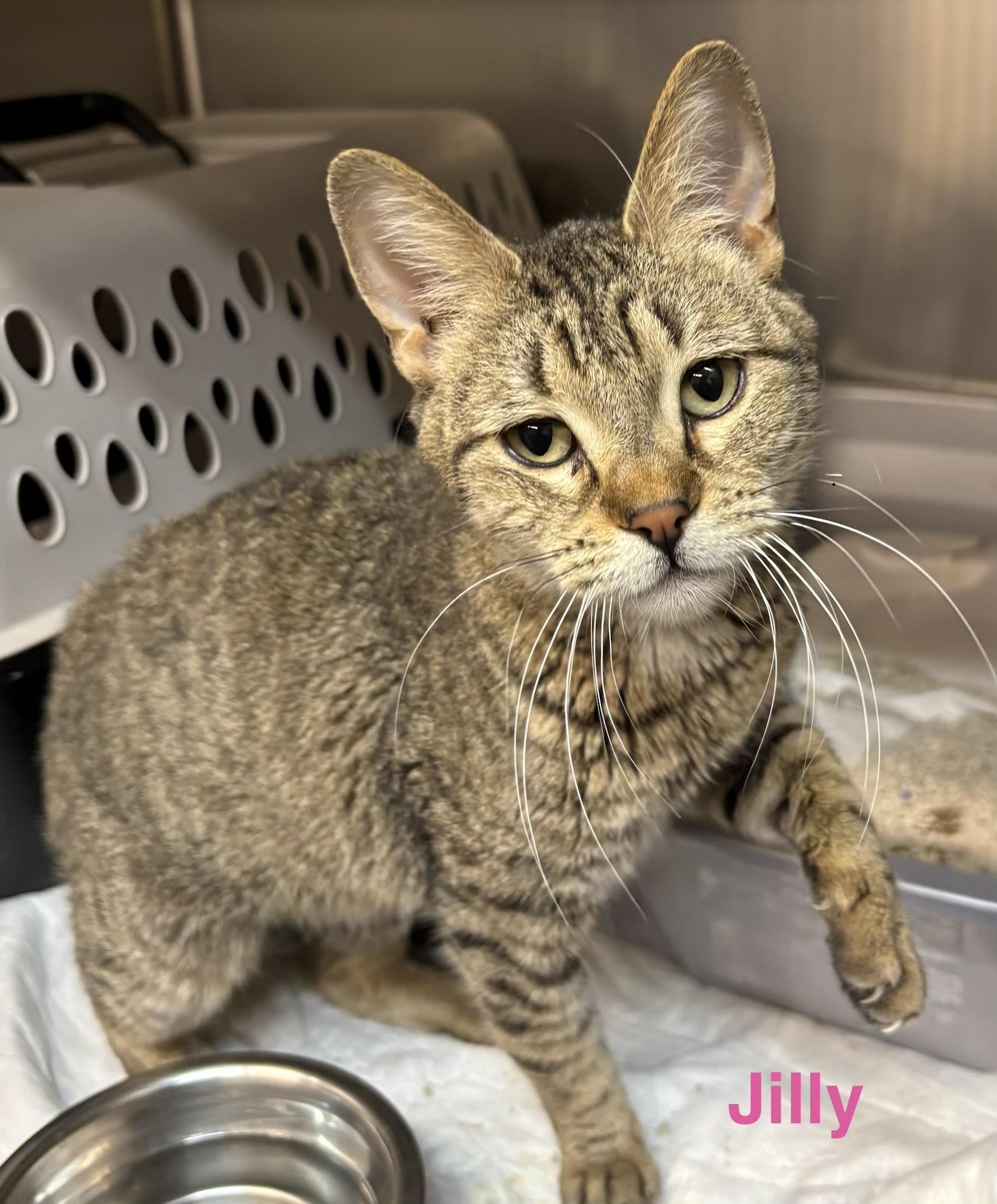 Enlarge Jilly, a ADOPTABLE Tabby in Las Vegas, NV image 1/1