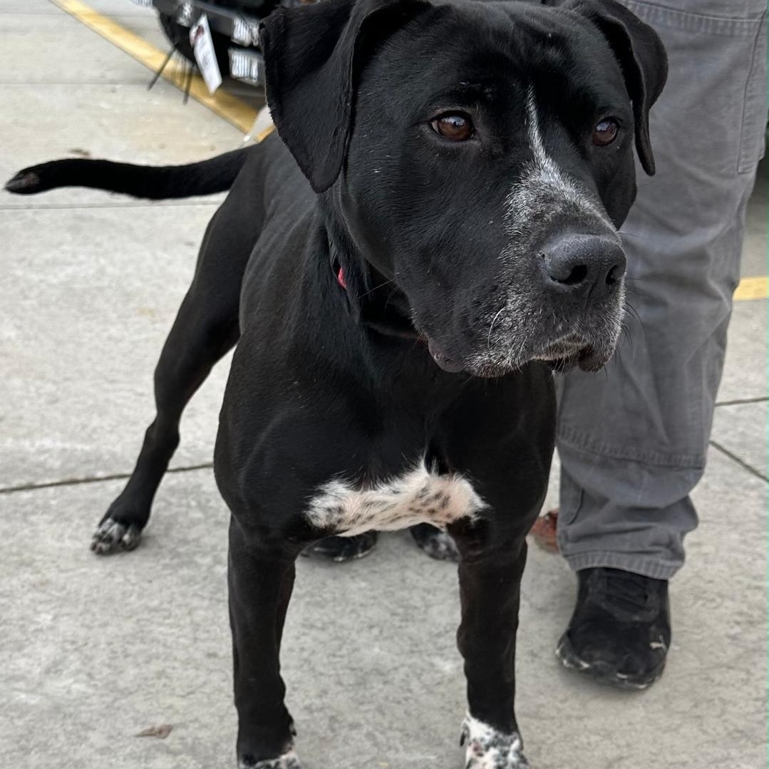 Tyson, ADOPTABLE, Adult Male American Staffordshire Terrier & Pit Bull Terrier.