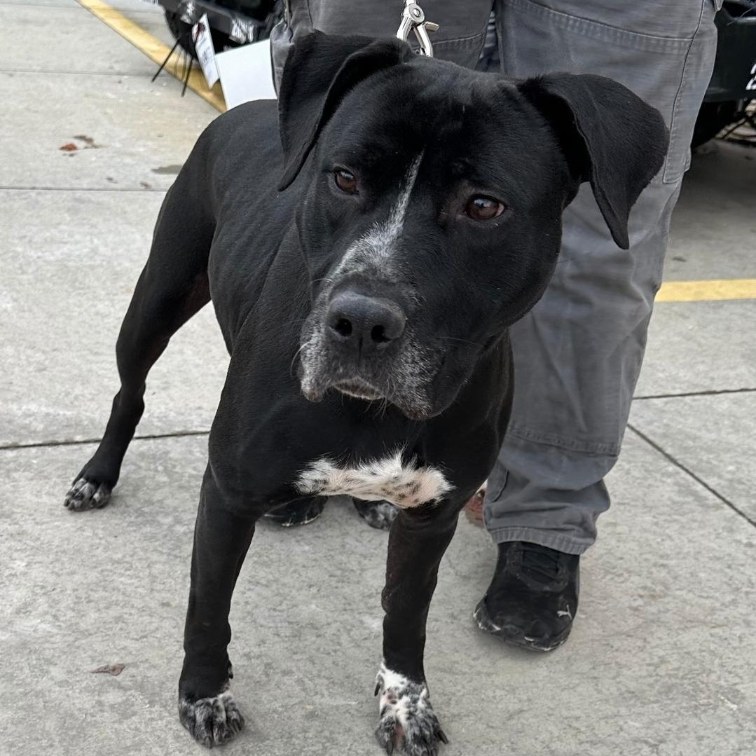 Enlarge Tyson, a ADOPTABLE mixed breed in Colonial Heights, VA image 2/3