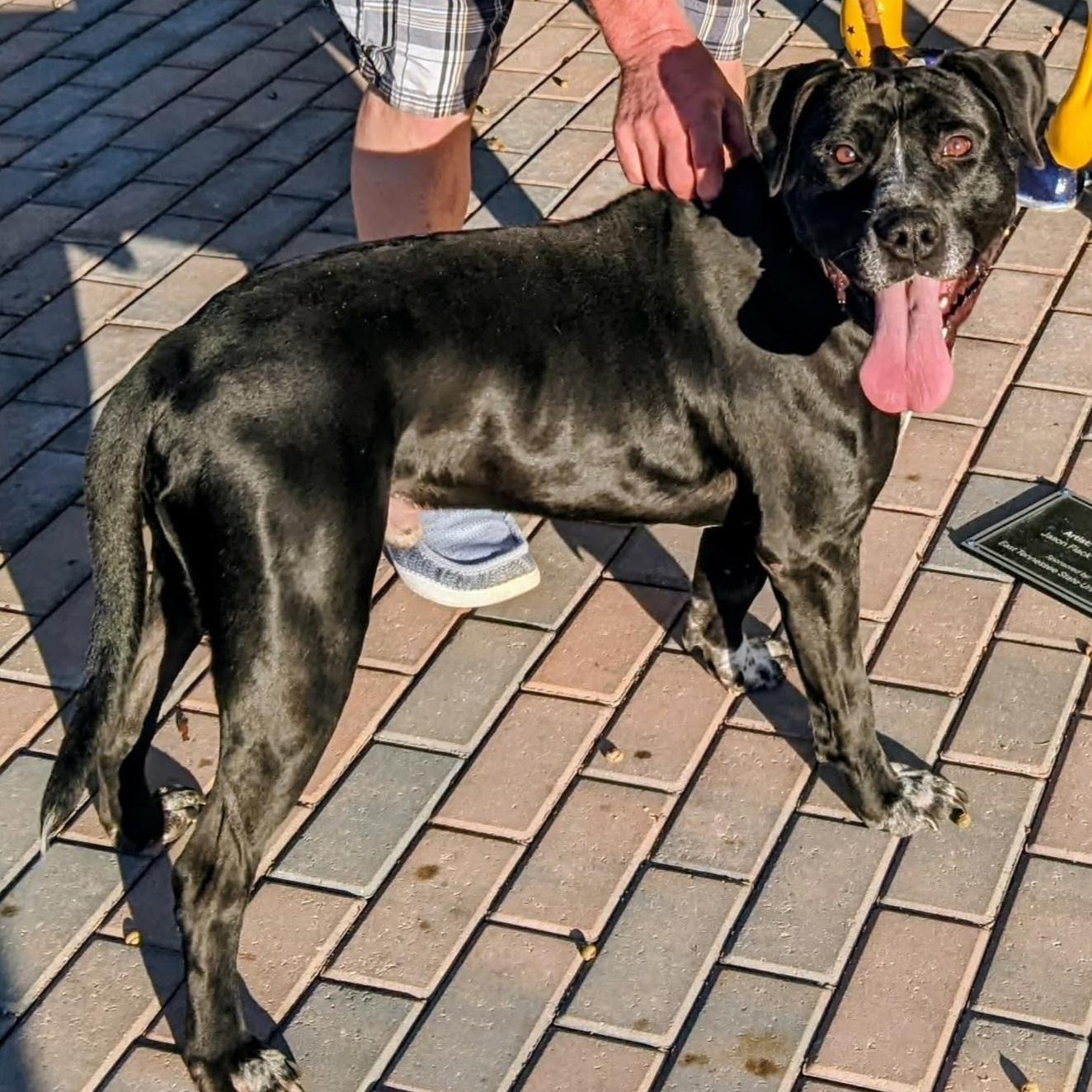 Enlarge Tyson, a ADOPTABLE mixed breed in Colonial Heights, VA image 3/3