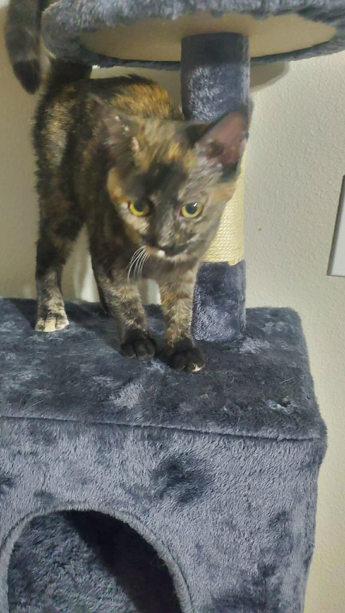 Enlarge Shelley, a Adopted Domestic Short Hair in Glendale, AZ image 1/3