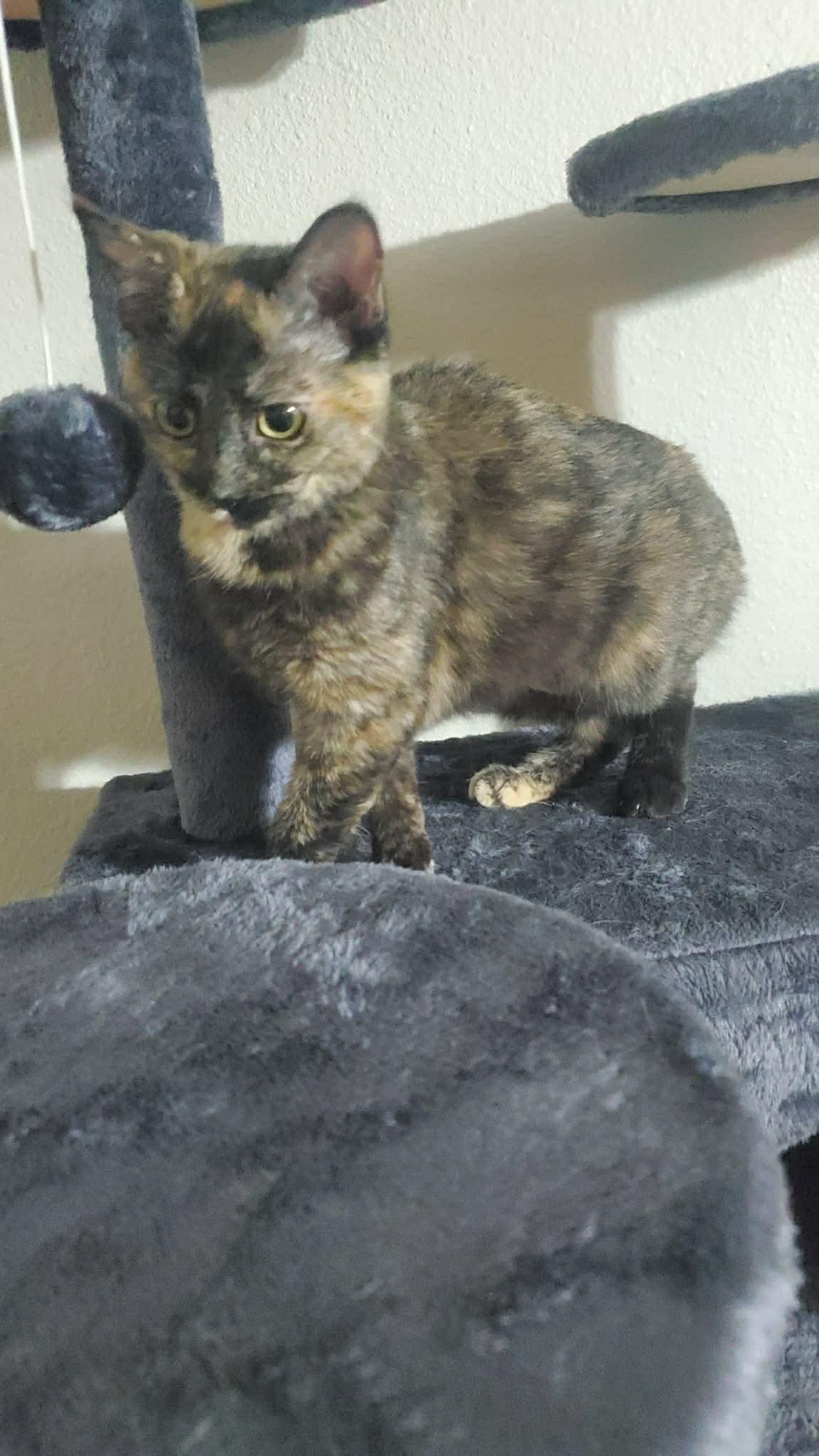 Enlarge Shelley, a Adopted Domestic Short Hair in Glendale, AZ image 2/3