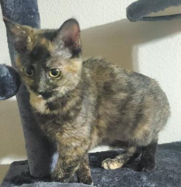 Enlarge Shelley, a Adopted Domestic Short Hair in Glendale, AZ image 3/3