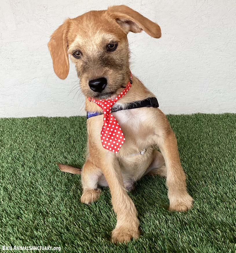 Enlarge Kevin, an adopted mixed breed in San Diego, CA image 2/4