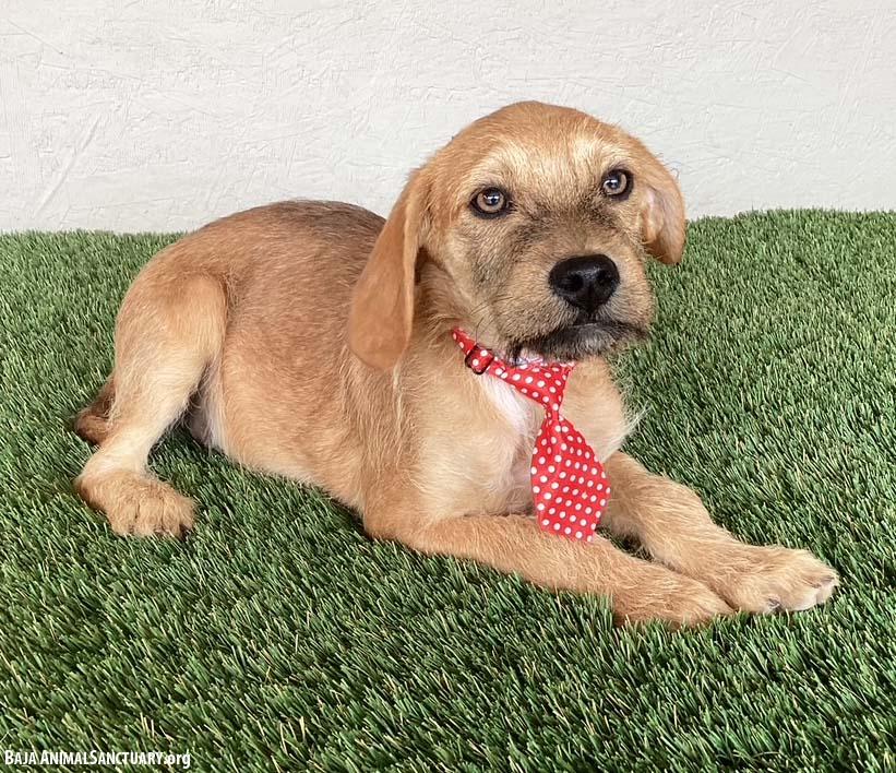 Enlarge Kevin, an adopted mixed breed in San Diego, CA image 3/4