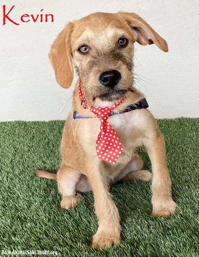 Kevin, adopted, Puppy Male Wirehaired Terrier.
