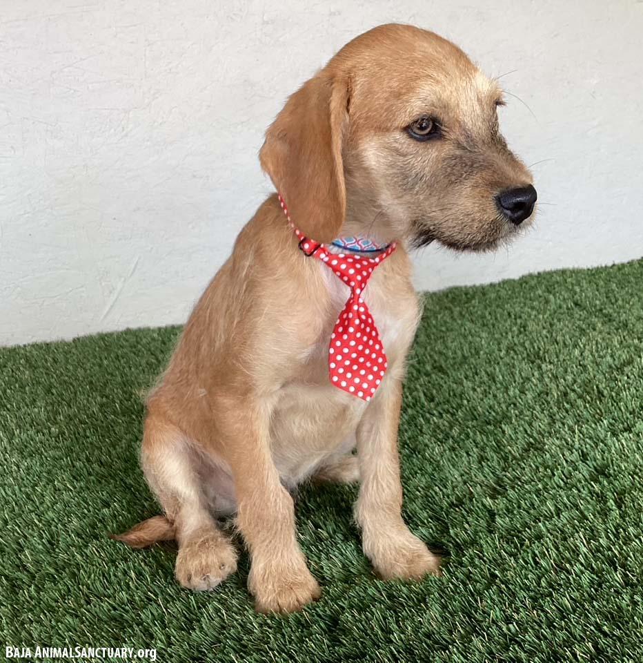 Enlarge Kevin, an adopted mixed breed in San Diego, CA image 4/4