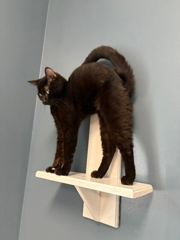 Mr. Grumps, Adoptable, Adult Male Domestic Short Hair.