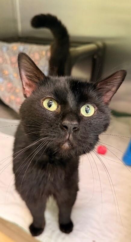 Mr. Grumps, a Adoptable Domestic Short Hair in Warren, PA image 2/4