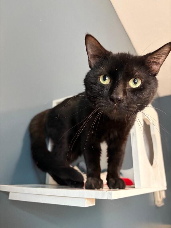 Mr. Grumps, a Adoptable Domestic Short Hair in Warren, PA image 3/4