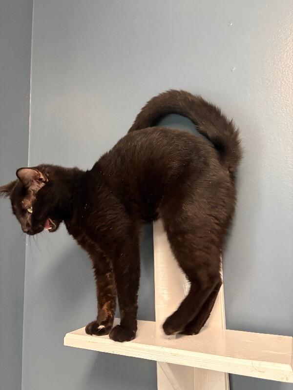 Mr. Grumps, a Adoptable Domestic Short Hair in Warren, PA image 4/4
