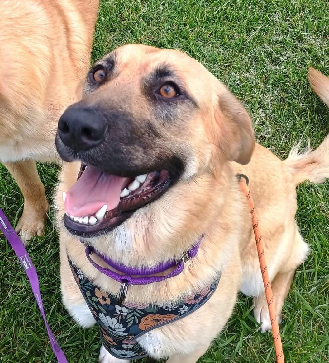 Astrid, ADOPTABLE, Young Female Golden Retriever & German Shepherd Dog.