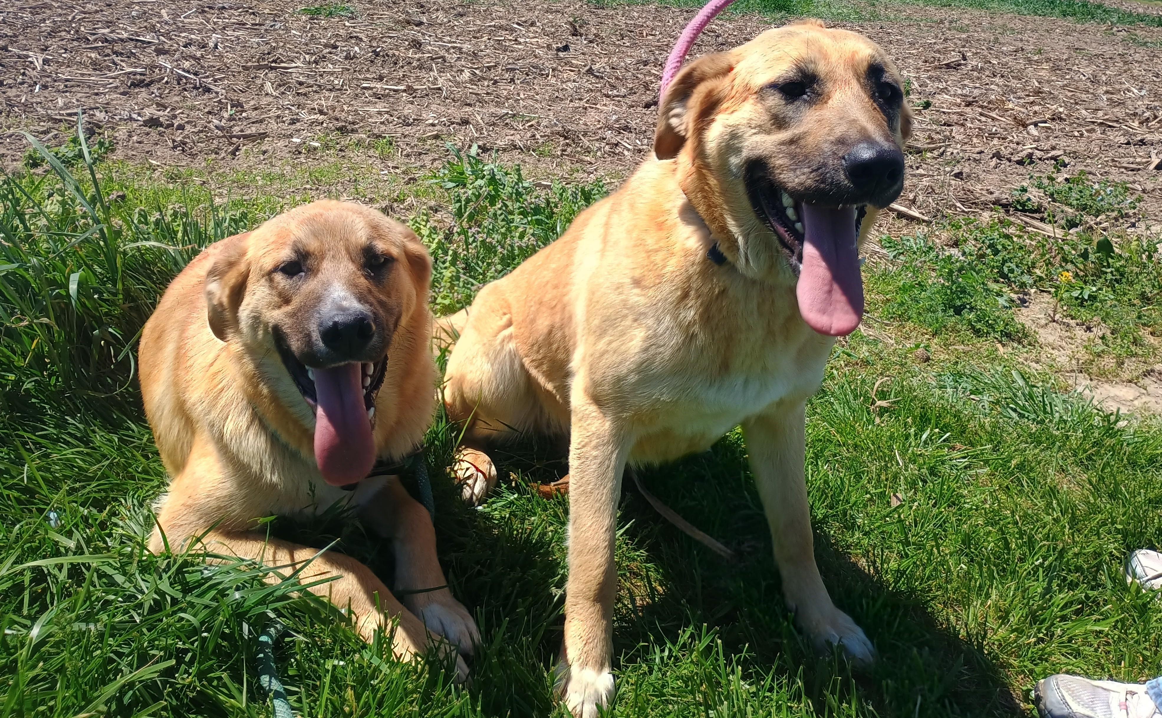Enlarge Astrid, a ADOPTABLE mixed breed in Liberty, IN image 2/2