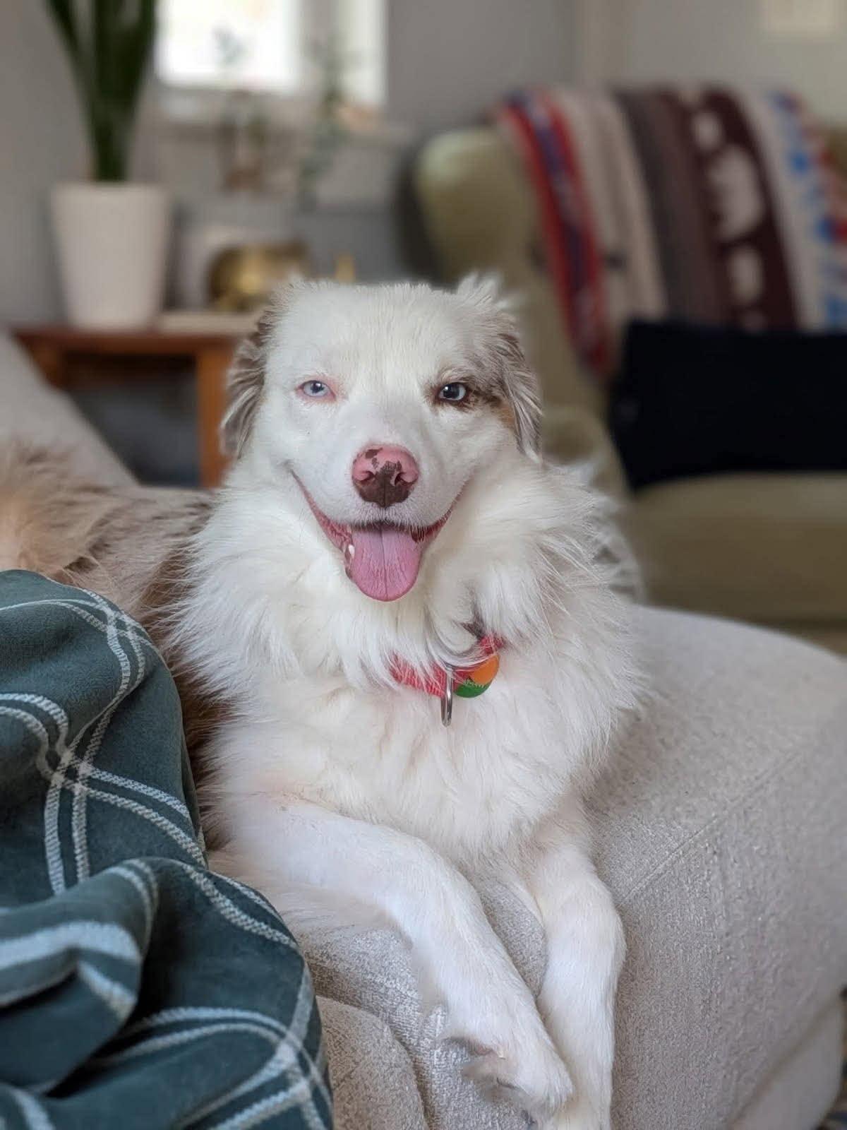 Enlarge Iroh, a Adoptable Australian Shepherd in Oklahoma City, OK image 1/2