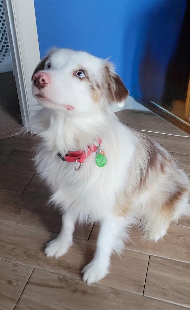Enlarge Iroh, a Adoptable Australian Shepherd in Oklahoma City, OK image 2/2
