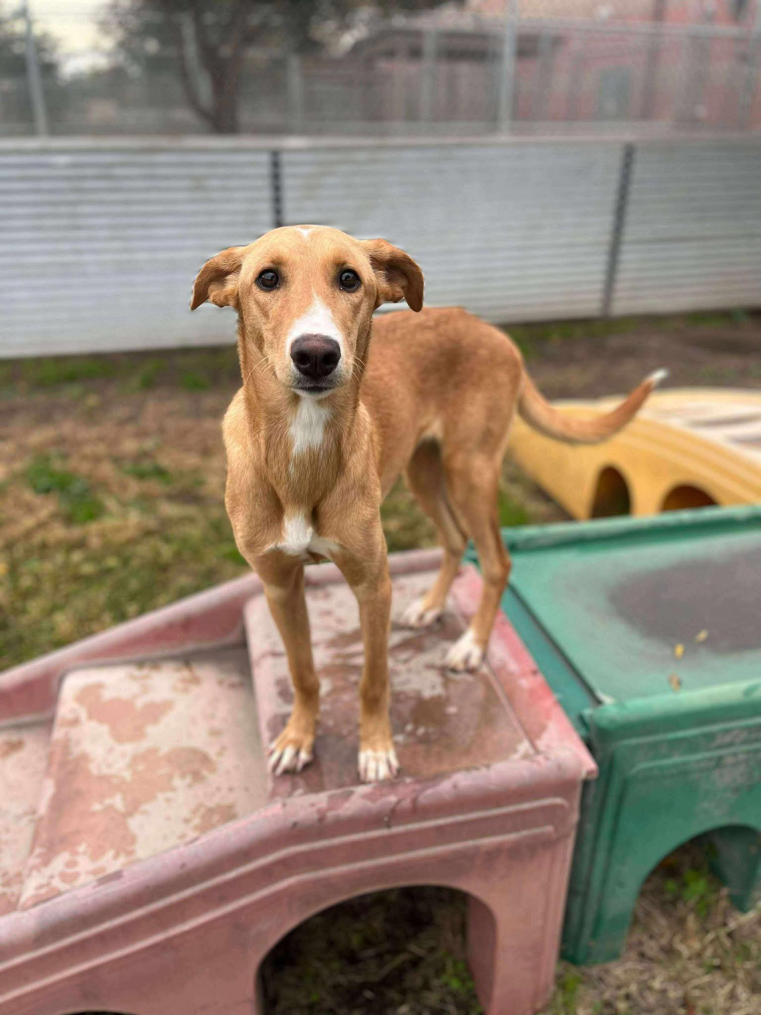 Enlarge Billie, a Adoptable mixed breed in Penryn, CA image 2/4