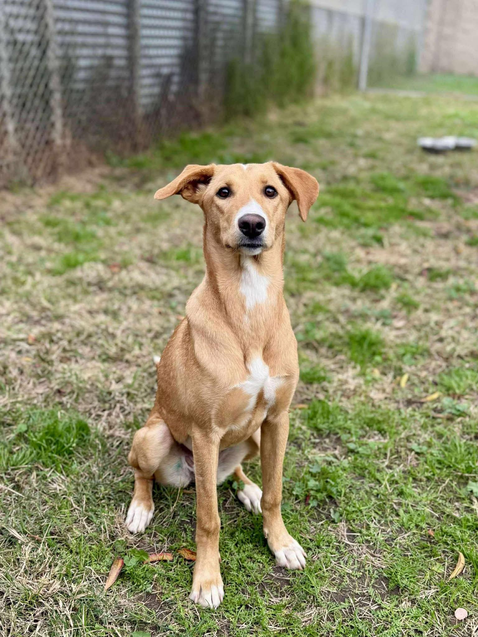 Billie, Adoptable, Young Female Greyhound.