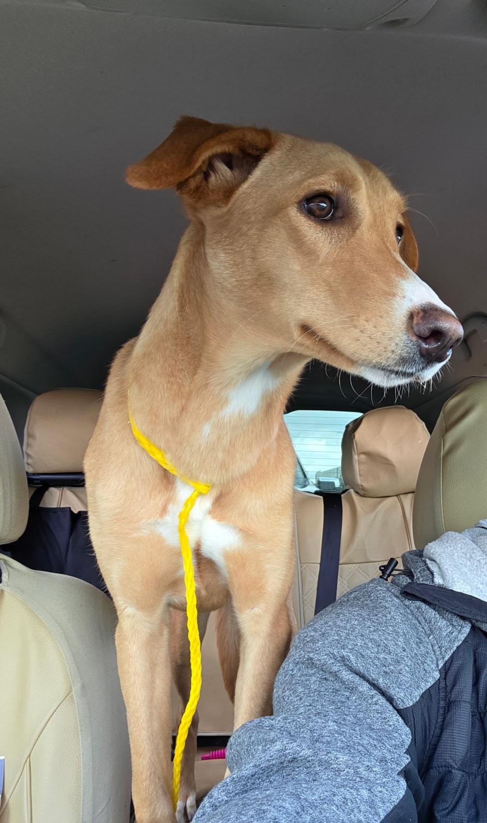 Enlarge Billie, a Adoptable mixed breed in Penryn, CA image 4/4