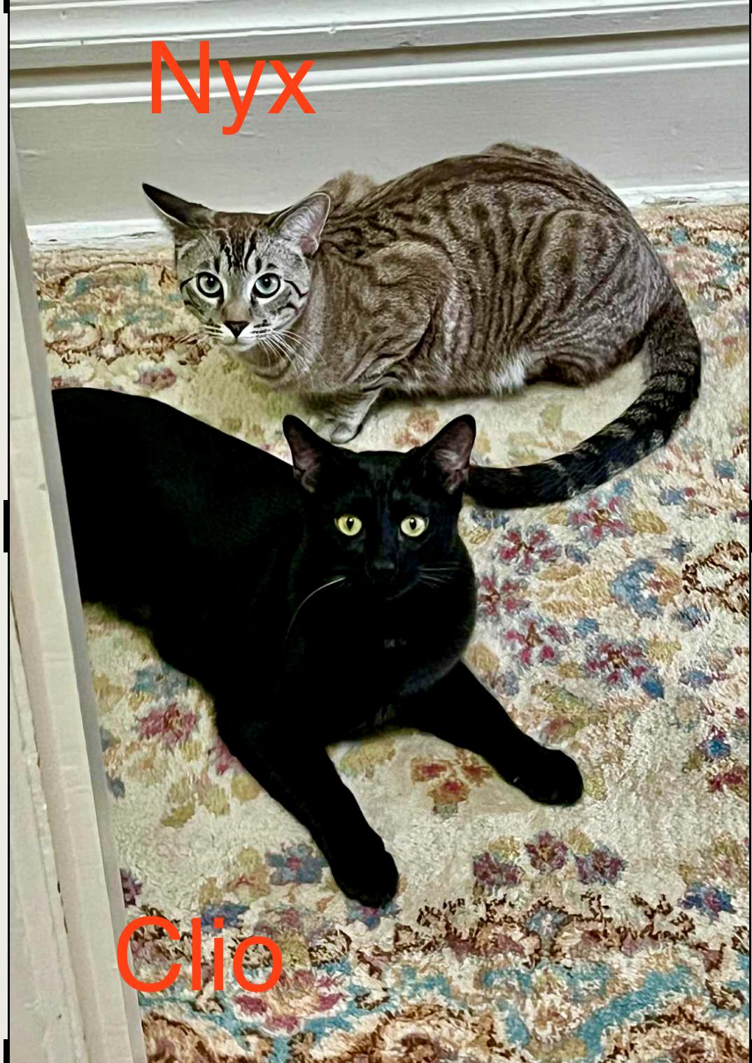 Enlarge Clio and Nyx- dual adoption only, a ADOPTABLE Domestic Short Hair in Pointe-Claire, QC image 1/6