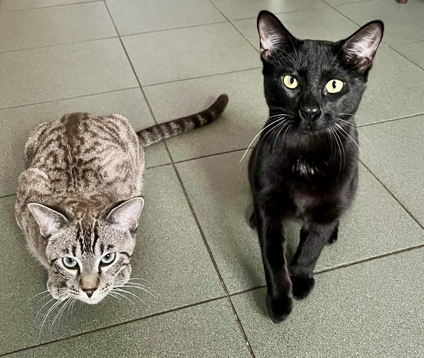 Enlarge Clio and Nyx- dual adoption only, a ADOPTABLE Domestic Short Hair in Pointe-Claire, QC image 4/6