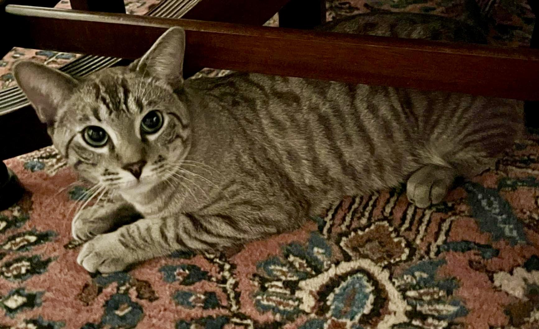 Enlarge Clio and Nyx- dual adoption only, a ADOPTABLE Domestic Short Hair in Pointe-Claire, QC image 6/6