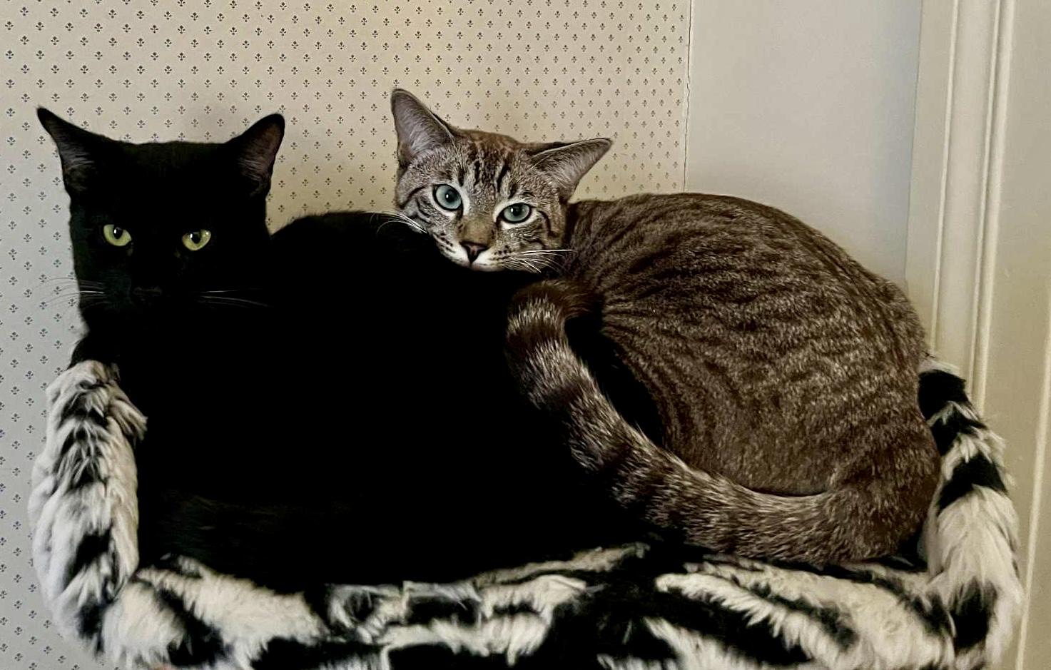 Enlarge Clio and Nyx- dual adoption only, a ADOPTABLE Domestic Short Hair in Pointe-Claire, QC image 5/6