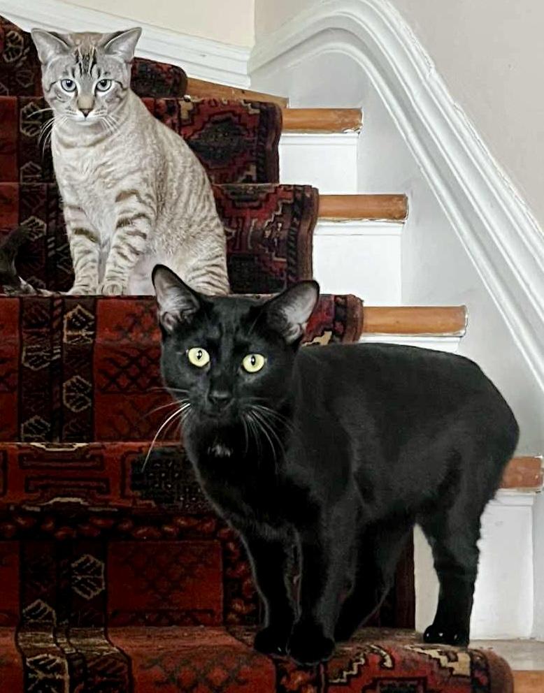 Enlarge Clio and Nyx- dual adoption only, a ADOPTABLE Domestic Short Hair in Pointe-Claire, QC image 2/6