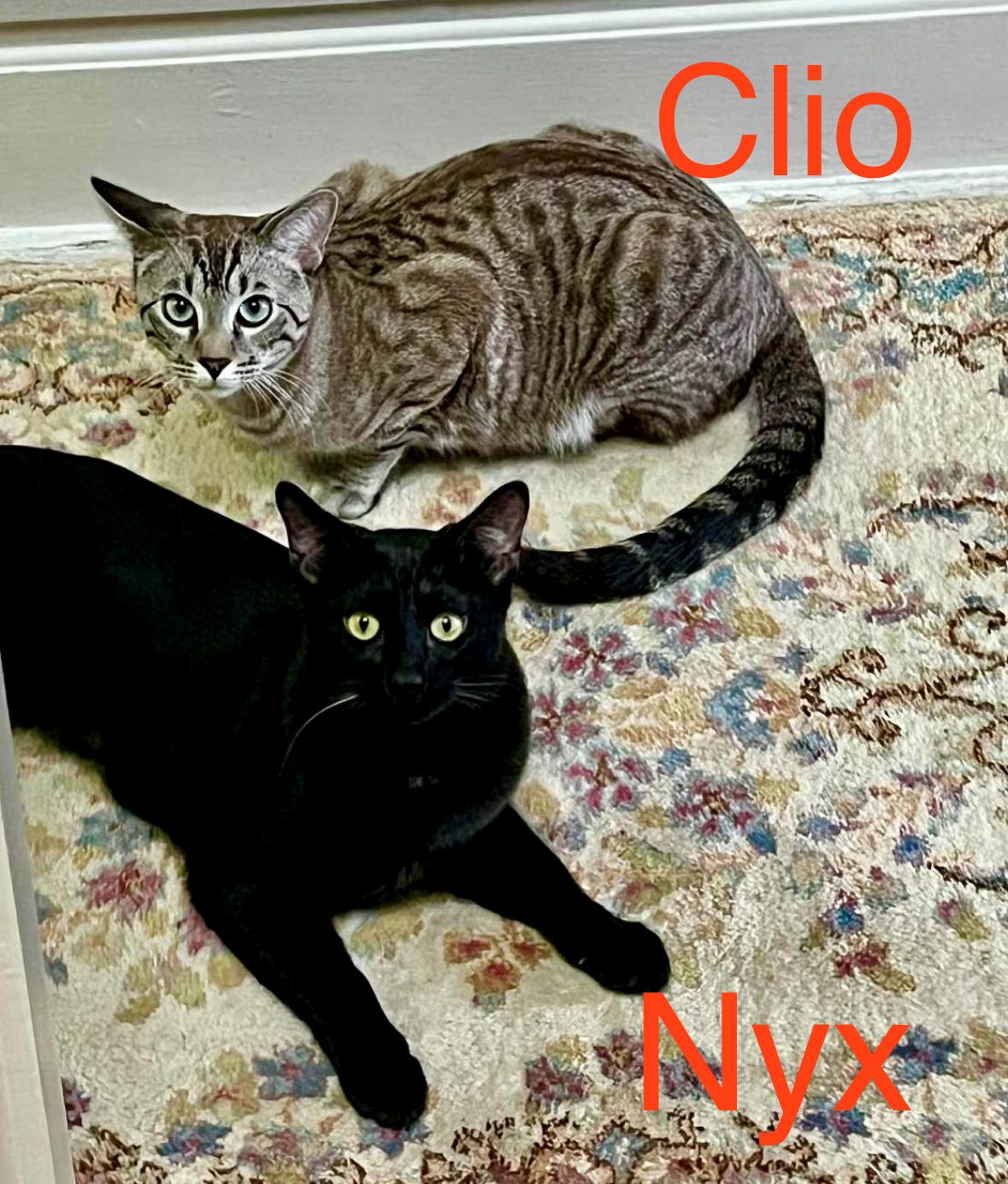 Clio and Nyx- dual adoption only, ADOPTABLE, Young Female Domestic Short Hair.