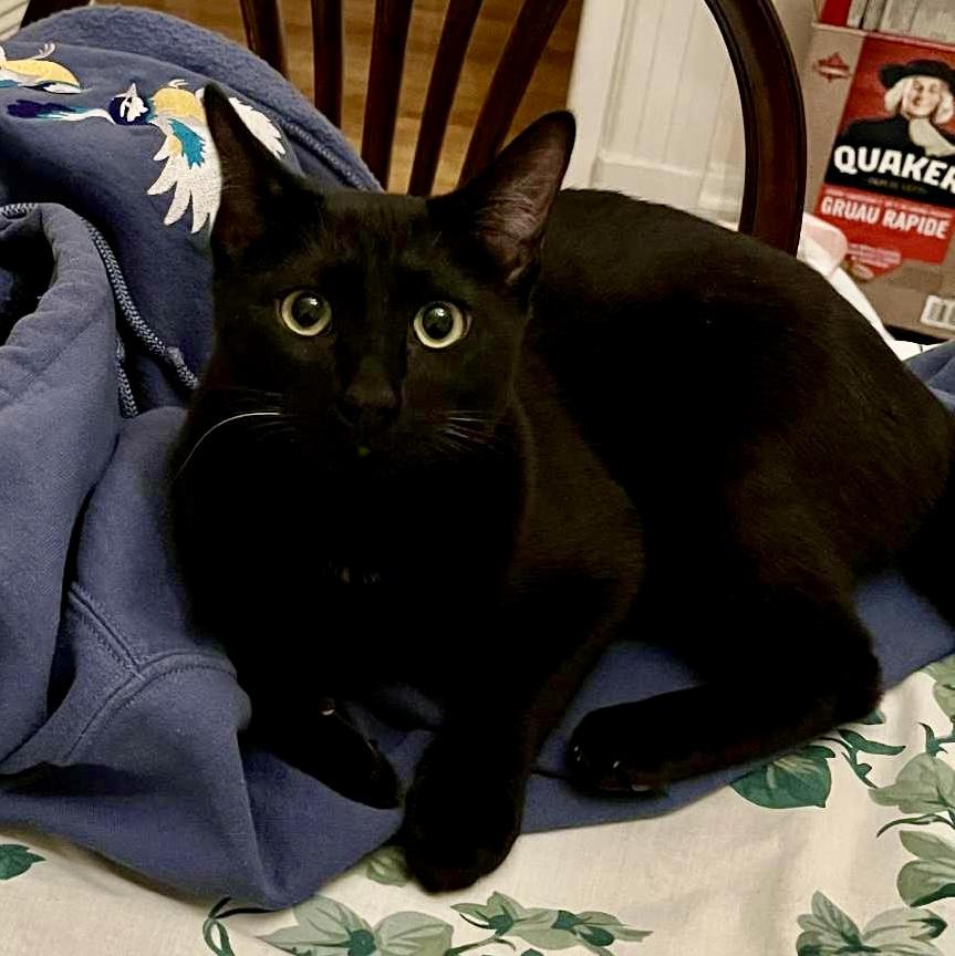 Enlarge Clio and Nyx- dual adoption only, a ADOPTABLE Domestic Short Hair in Pointe-Claire, QC image 3/6