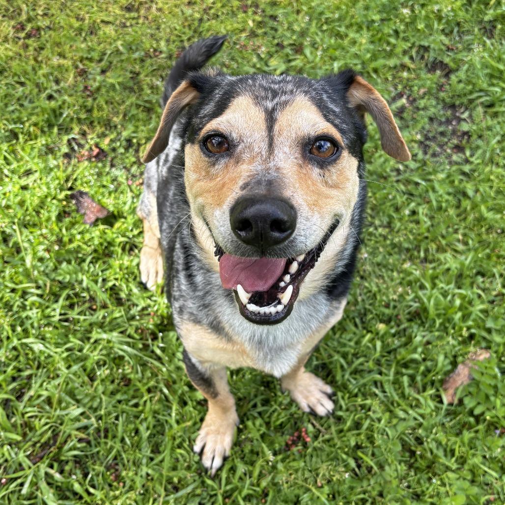 Enlarge Hero, a Adoptable Hound in Ojai, CA image 1/5
