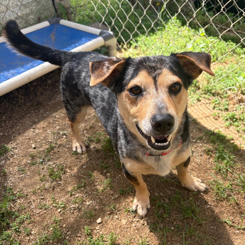 Enlarge Hero, a Adoptable Hound in Ojai, CA image 2/5