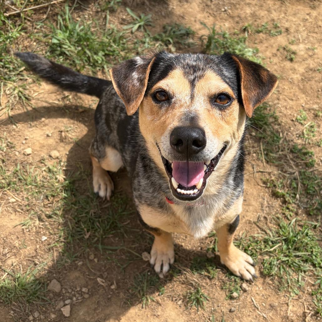Enlarge Hero, a Adoptable Hound in Ojai, CA image 3/5